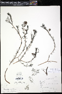 Myriophyllum spicatum image