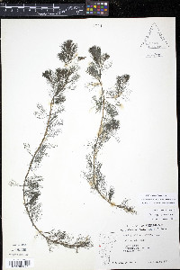 Myriophyllum spicatum image