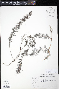Myriophyllum spicatum image
