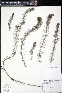 Myriophyllum sibiricum image