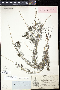 Myriophyllum sibiricum image