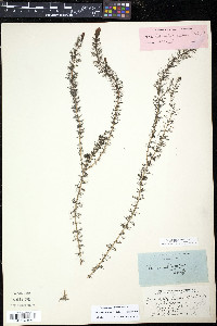 Myriophyllum sibiricum image