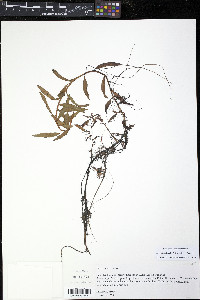 Proserpinaca palustris image