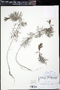 Proserpinaca palustris image