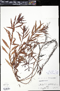 Proserpinaca palustris image