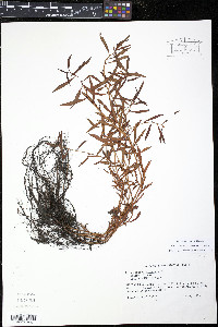 Proserpinaca palustris image
