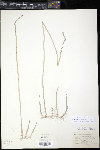 Myriophyllum tenellum image