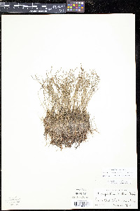 Myriophyllum tenellum image