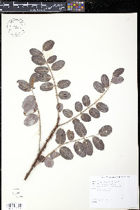 Robinia viscosa image