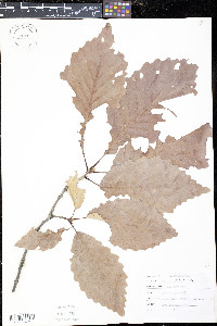 Quercus montana image