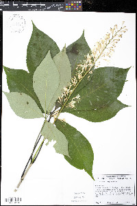 Aesculus parviflora image