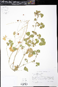 Medicago arabica image