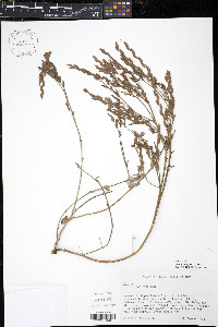 Zornia gemella image