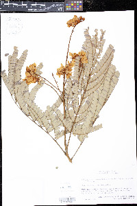 Peltophorum pterocarpum image