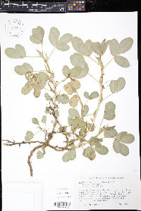 Arachis hypogaea image