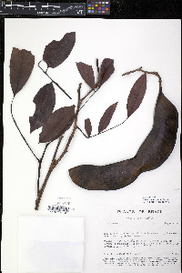 Campsiandra comosa image