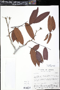 Campsiandra comosa image