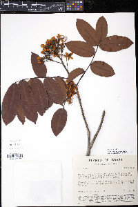 Campsiandra comosa image