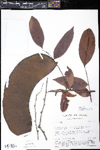 Campsiandra comosa image