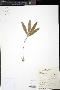 Lilium michiganense image