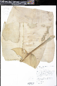 Musa balbisiana image