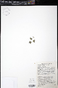 Spirodela polyrhiza image