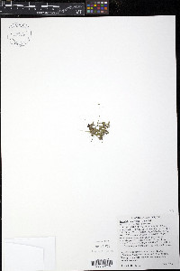 Spirodela polyrhiza image