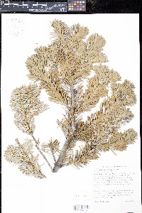 Abies amabilis image