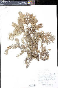 Prumnopitys exigua image