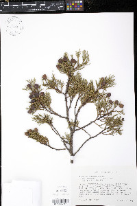 Juniperus deppeana image