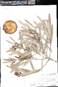 Agathis robusta image