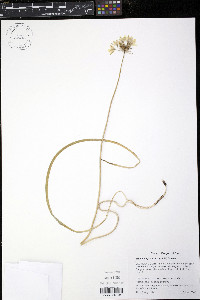 Triteleia hyacinthina image