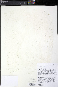 Wolffia columbiana image