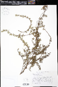 Chaetogastra ornata image