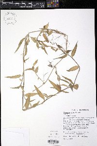 Commelina diffusa image