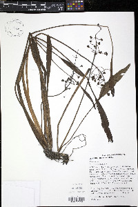 Sagittaria graminea image