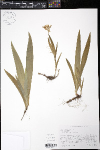 Iris cristata image