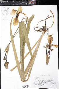 Iris virginica image