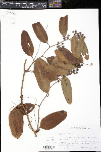 Smilax laurifolia image