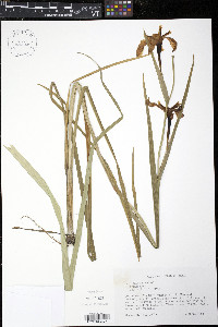Iris fulva image