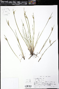 Sisyrinchium albidum image