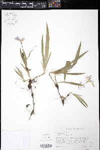 Iris cristata image