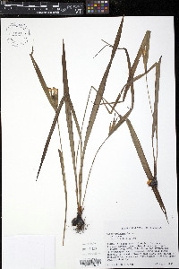 Cipura paludosa image