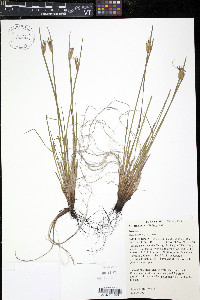 Sisyrinchium albidum image