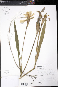 Iris shrevei image