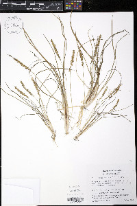 Triglochin striata image