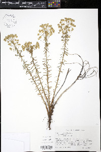 Euphorbia cyparissias image