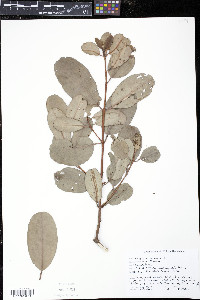 Laguncularia racemosa image