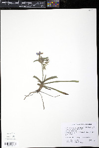 Tradescantia occidentalis image