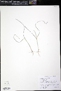 Halodule wrightii image